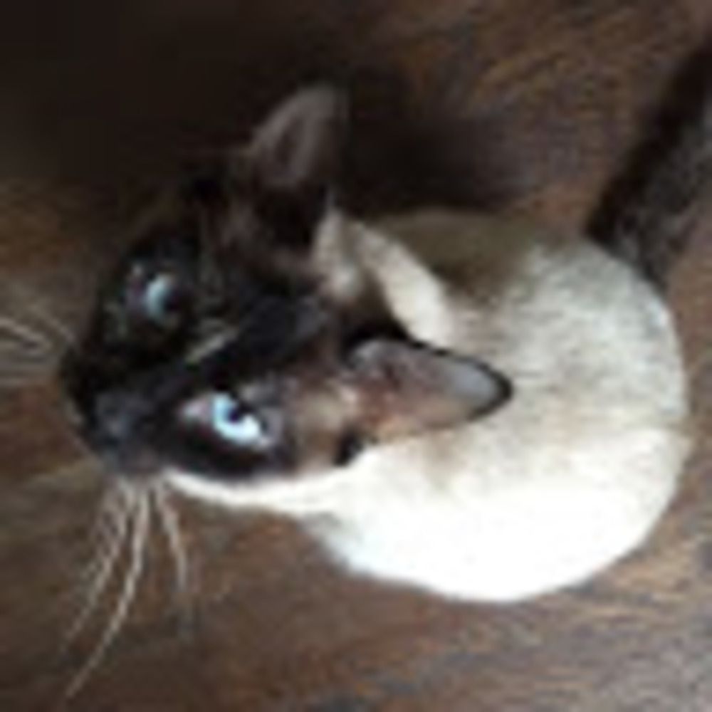Meet your Posher, Isabelle
